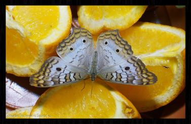 Raindrop Reflections